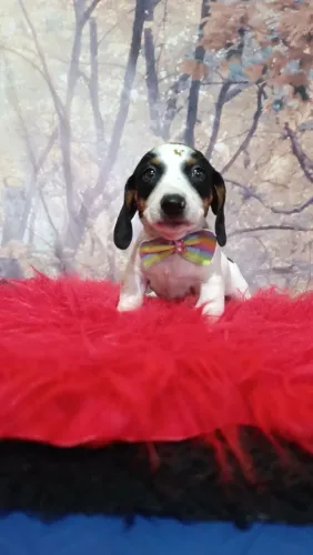 Filhote Dachshund  Basset
