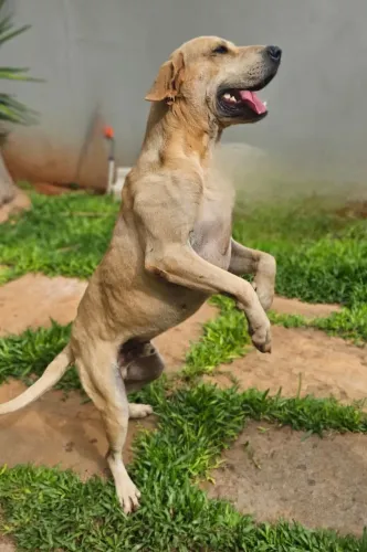 Vende-se cachorro macho porte médio/grande - dócil e excelente cão de guarda