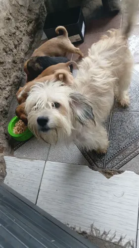 Doa se filhotes com 1 mês e meio de vida.      Mãe é  da raça Maltês, porte médio.