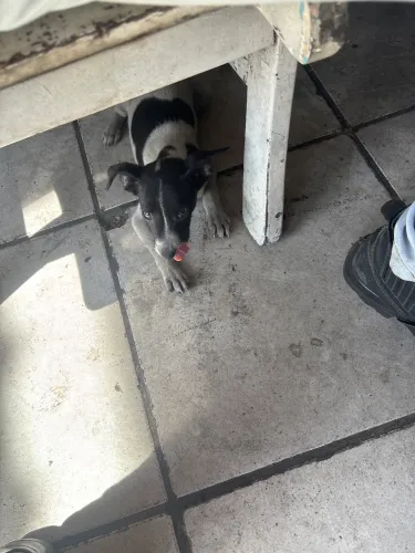 Doação de cachorro 