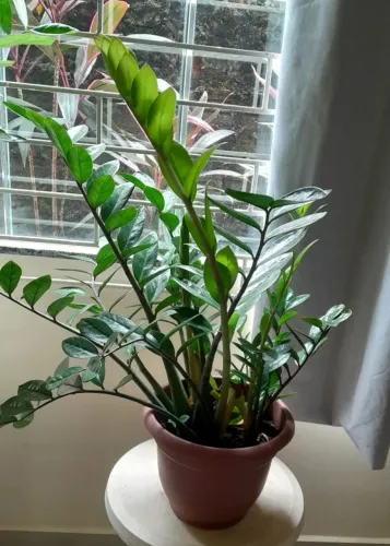 Zamioculca