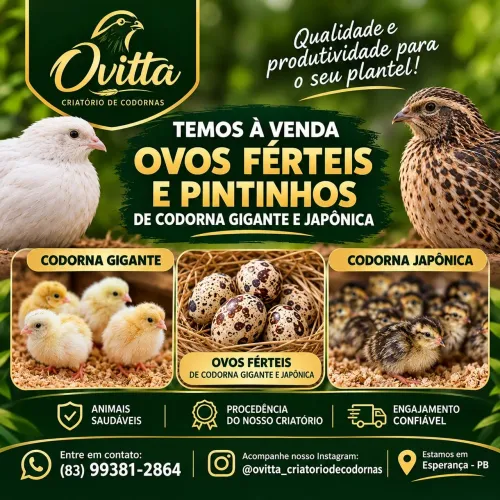 Codornas e ovos férteis
