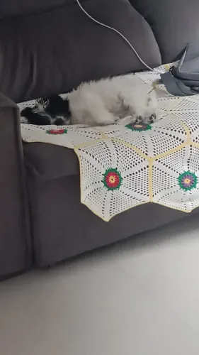 Filhote Lhasa