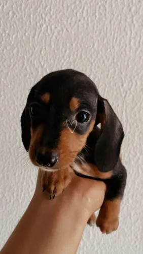 Salsicha original Dachshund com pedigree até 10 parcelas no cartão