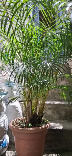 Areca bambu 