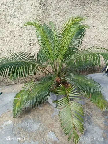 Palmeira Cica