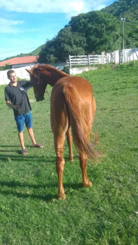 Poldo de Raça 