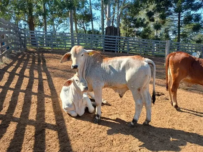 Bezerro da raça Brahman 