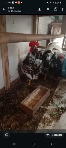 Vende-se galinhas