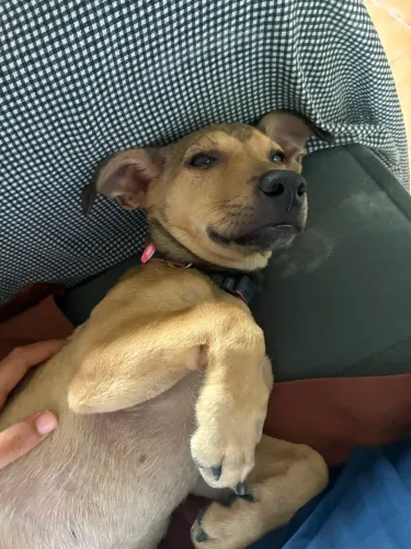 Cachorrinha