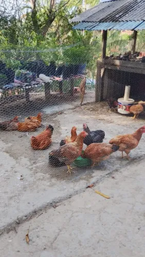 Galinhas