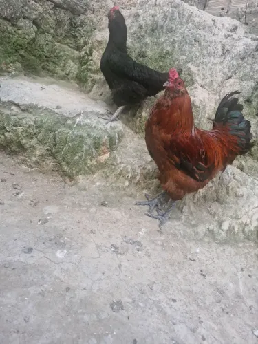 Vendo galo novo ainda 9 meses 150 reais