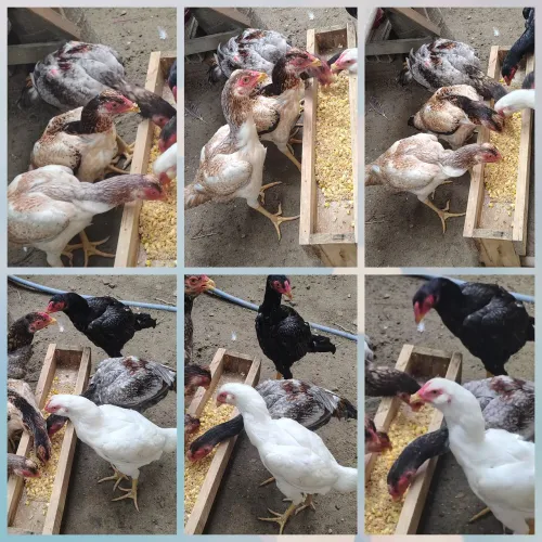 Casais de frangos da raça Mura entre 5 e 6 meses r$ 500 individualr$ 300
