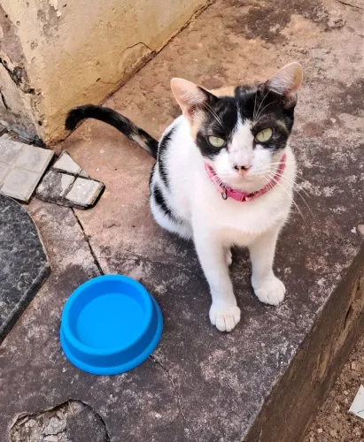 Gata CASTRADA disponível para adoção