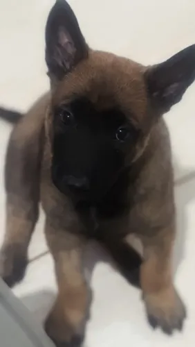 Cachorro belga malinois macho