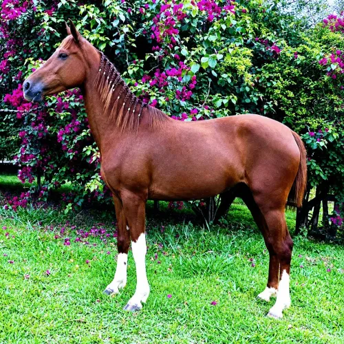 Vendo égua paulista