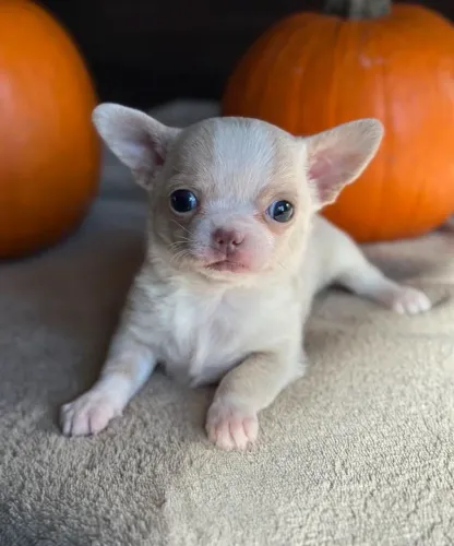 Chihuahua Pelo Curto Macho Liberado!!