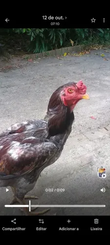 Mestiço de índio gigante 