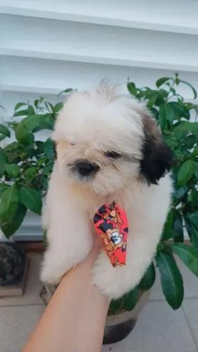 Shih tzu macho