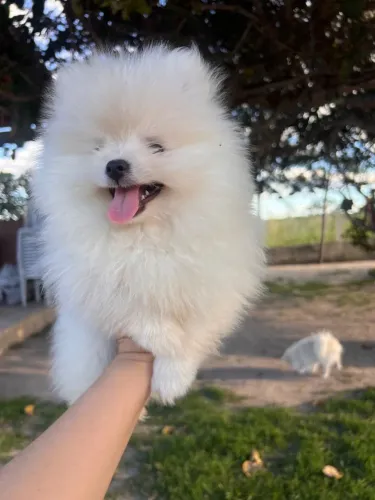 Cachorro da Raça Lulu da pomerania 