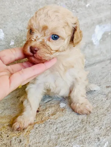 POODLE TOY FÊMEA LINHAGEM CHOCOLATE COM OLHOS AZUIS