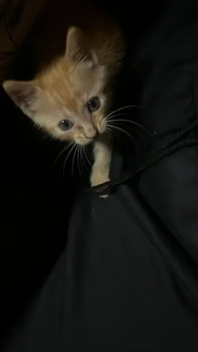 Doação de filhote de gato 