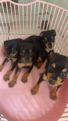 Pinscher mini