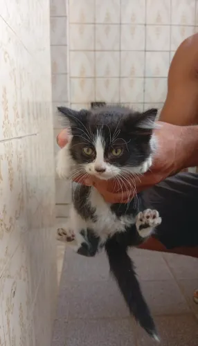 Doação filhote gato