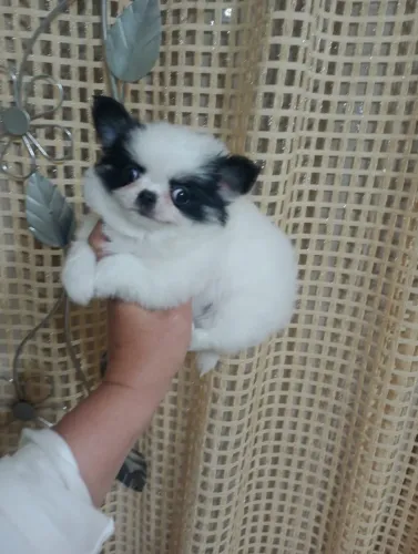 chihuahua pelo longo, linhagem russa, excelente padrao da raça.