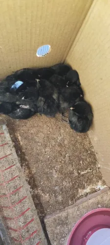Galinha gigante Negro de Jersey