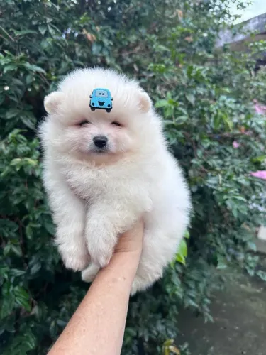 Lulu da pomerania 