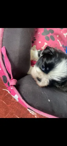 Linda shih tzu