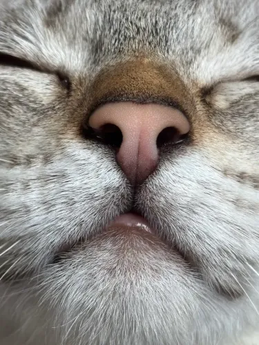 Doação de gato Castrado