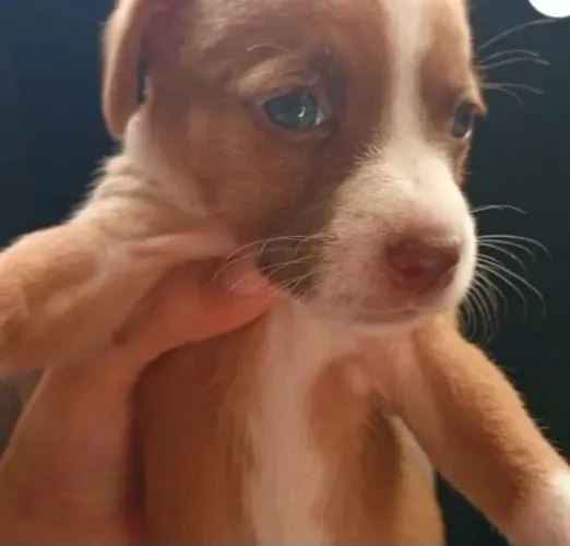 Vende se 