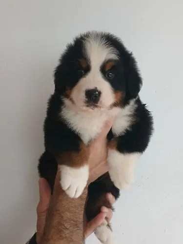 Bernese Mountain _ Todo Feliz