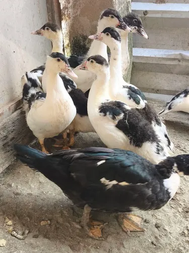 Patos