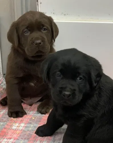 Filhotes de Labrador | Seu novo xodó está aqui!