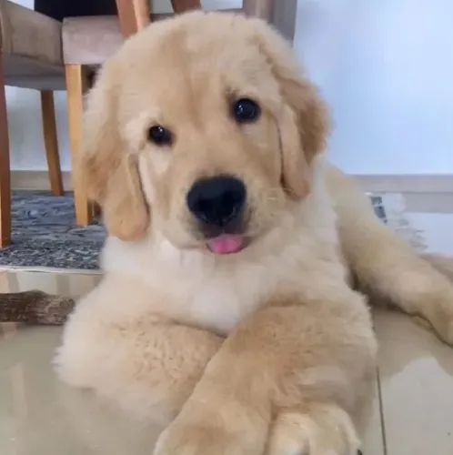 Filhotes de Golden retriever | Filhotes que conquistam fácil