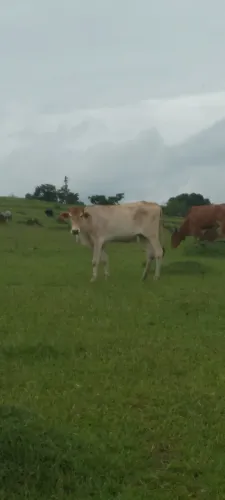 Novilha 