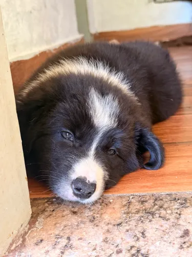 Filhote de border collie preto e branco