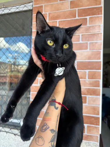 Gato castrado para doação 