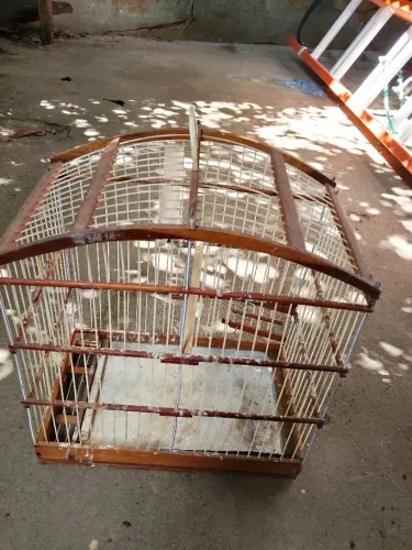Pra pássaros pra hoje as três no precinho