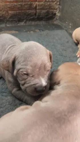 Filhote pit bull