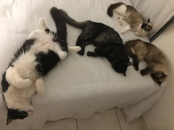 Doação de filhotes gatos mistura raça angorá com siameses