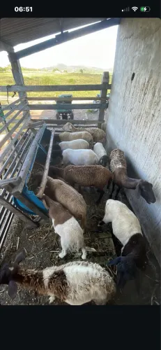 13 ovelhas pra vender no precinho