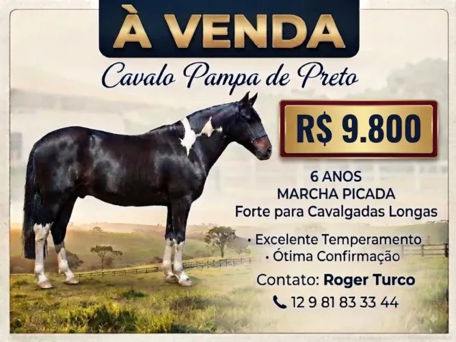 Cavalo Lindo, forte, Dócil, para cavalgadas longas.Tenho vídeos. PARCELO NO CARTÃO