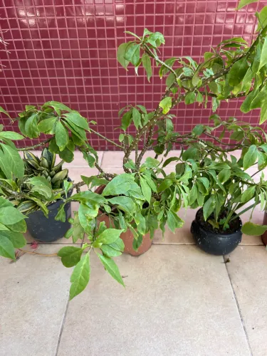 Planta Orapronóbis e Palmeira Ráfis
