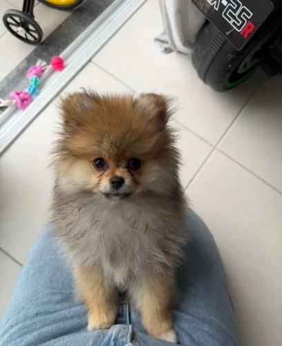 Lulu pomerania