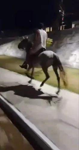 Égua baixeira muito andadora.