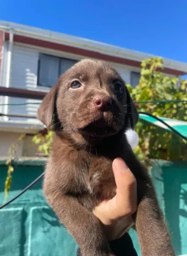 Labrador lindo